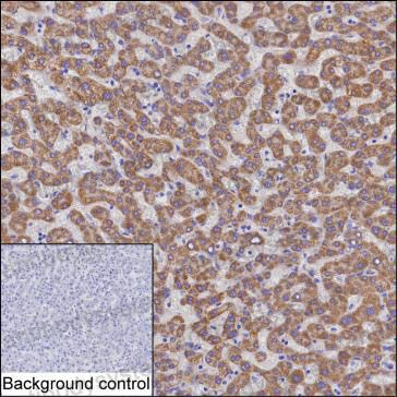 Валидация AntibodySystem RHN54902