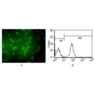 Валидация Affinity BF0520 - 5287