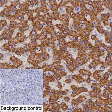 Валидация AntibodySystem RHB23301