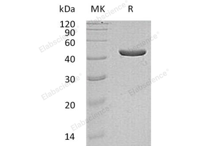 Валидация Elabscience PKSH030920(1749)