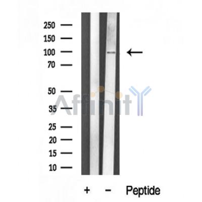 Валидация Affinity DF10332 - 5954