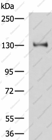 Вестерн-блоттинг, PRPF40A, клетки HeLa