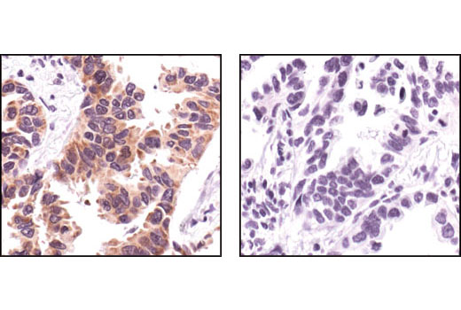 Валидация AssayVector ARM2727(5248)