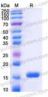 YHF07402, SDS-PAGE