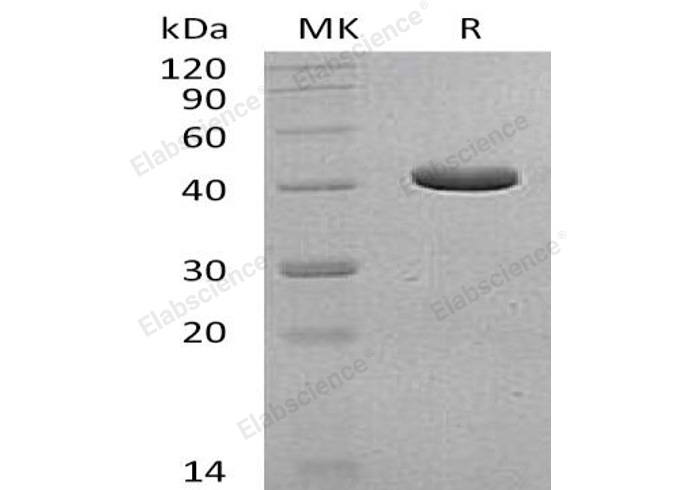 Валидация Elabscience PKSH032495(2961)
