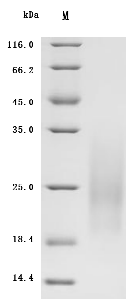 SDS-PAGE