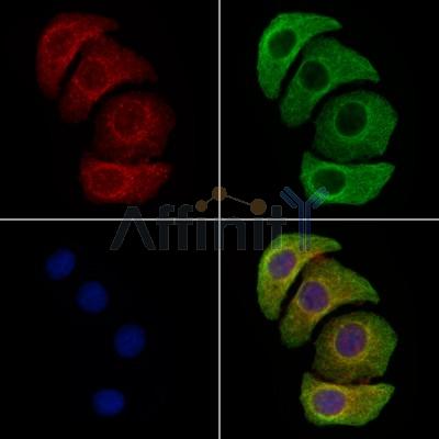 Валидация Affinity DF2975 - 13718