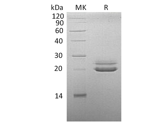 Валидация Elabscience PKSQ050041(5412)