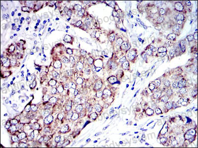 Валидация AntibodySystem RHB76001 (364)