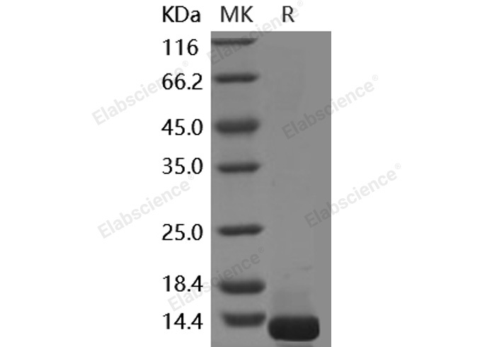 Валидация Elabscience PKSH030496(1412)