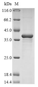 SDS-PAGE