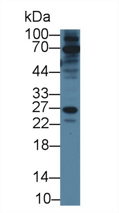 8815