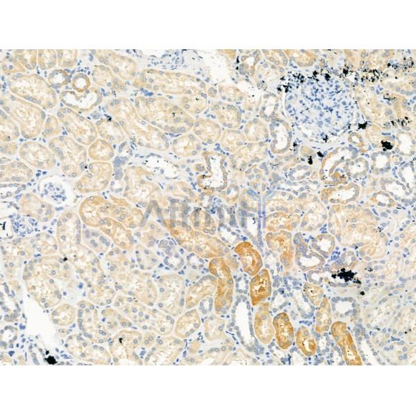 Валидация Affinity DF13329 - 8506