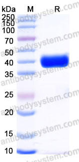 AHD38902, SDS-PAGE