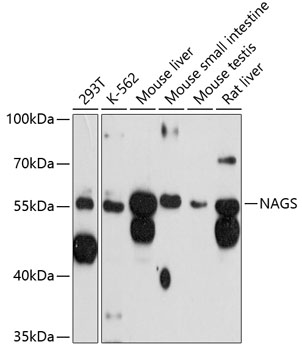 Валидация Elabscience E-AB-90339