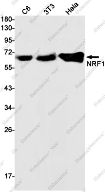 Вестерн-блоттинг, NRF1, клетки C6, 3T3, HeLa