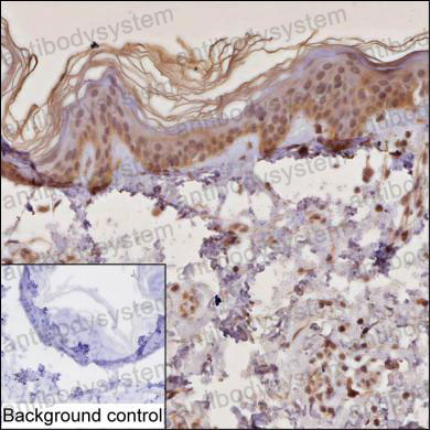 Валидация AntibodySystem RHP06001