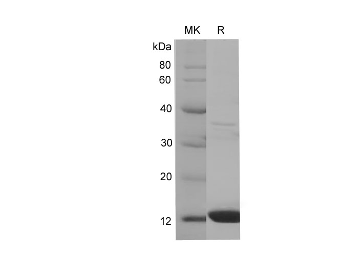 Валидация Elabscience PDEH100690(166)