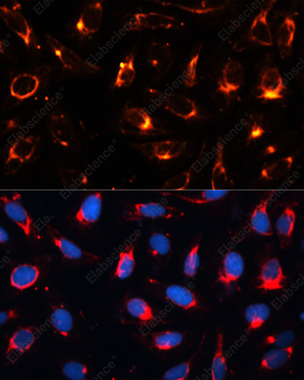 Иммунофлуоресценция, CytokeRatin-18, клетки U2OS