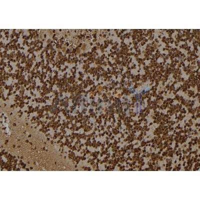 Валидация Affinity DF7258 - 18919