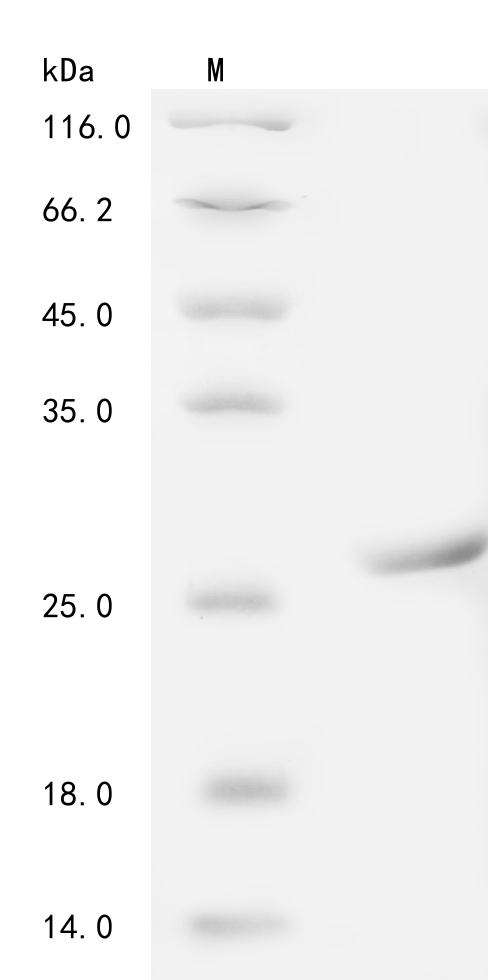 SDS-PAGE