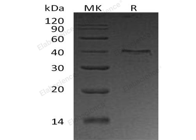 Валидация Elabscience PKSH033196(3546)