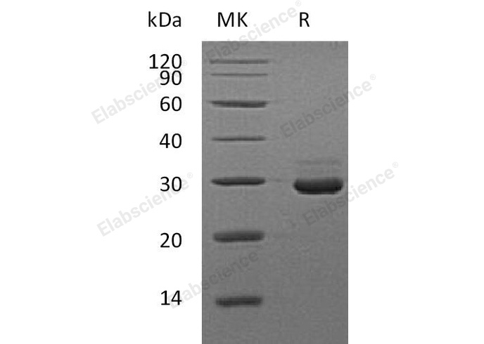 Валидация Elabscience PKSM041182(5090)