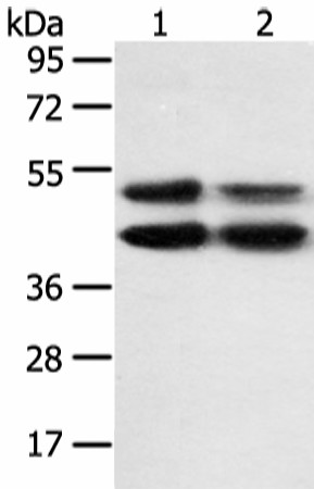 Валидация Elabscience E-AB-52157