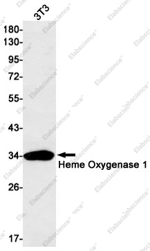 Вестерн-блоттинг, Heme Oxygenase 1, клетки 3T3