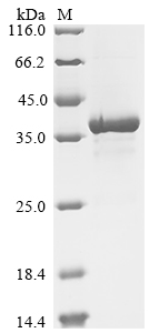 SDS-PAGE
