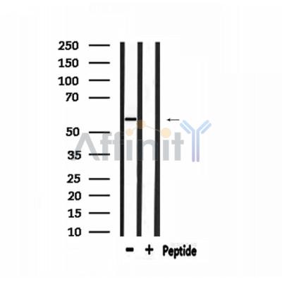 Валидация Affinity DF3087 - 13834