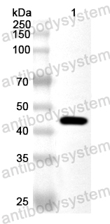 Валидация AntibodySystem PXX20101