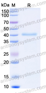 EHE20201, SDS-PAGE