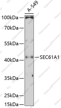 Вестерн-блоттинг, SEC61A1, клетки A-549