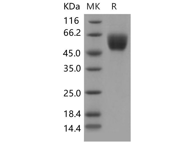 Валидация Elabscience PKSM040471(4467)