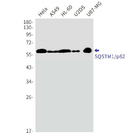Валидация Elabscience E-AB-81512