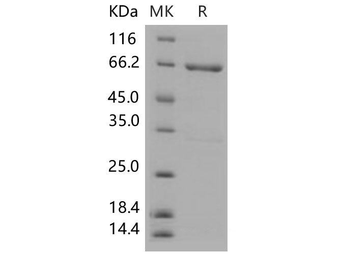 Валидация Elabscience PKSM040567(4554)