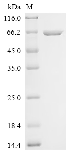 SDS-PAGE