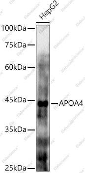Вестерн-блоттинг, APOA4, клетки HepG2
