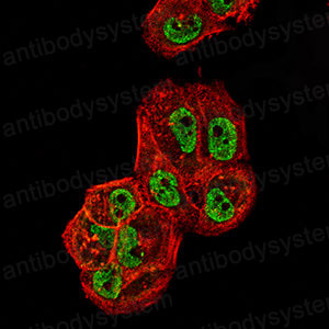 Валидация IF - AntibodySystem RHA96801