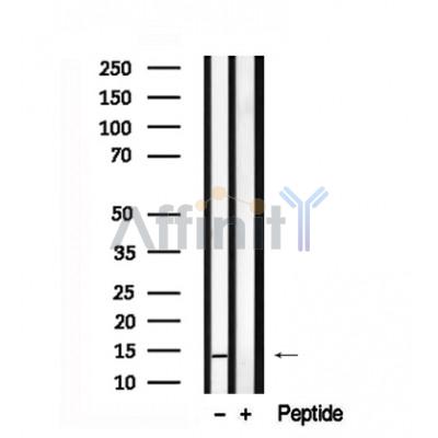 Валидация Affinity AF7555 - 4218