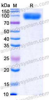 AHG32202, SDS-PAGE