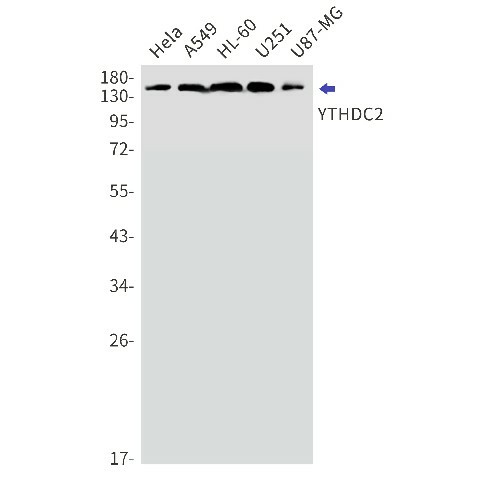 Валидация Elabscience E-AB-81516