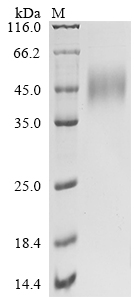 SDS-PAGE