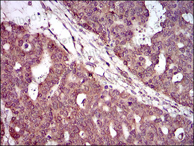 Валидация AntibodySystem RHP00301 (4059)