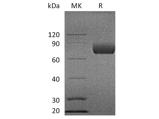 Валидация Elabscience PKSQ050018(5391)
