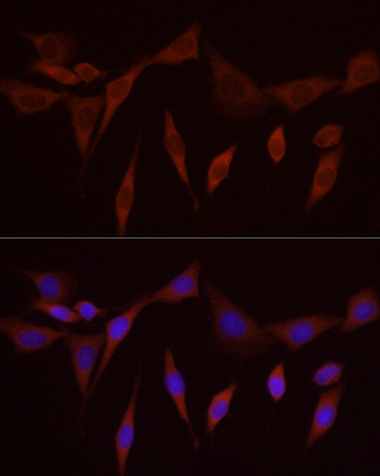 Валидация Elabscience E-AB-90541