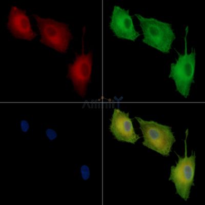 Валидация Affinity DF14345 - 10252