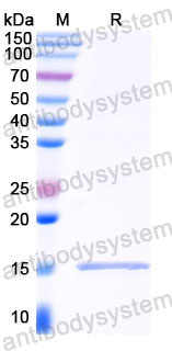 Валидация SDS-PAGE - AntibodySystem RXX00914