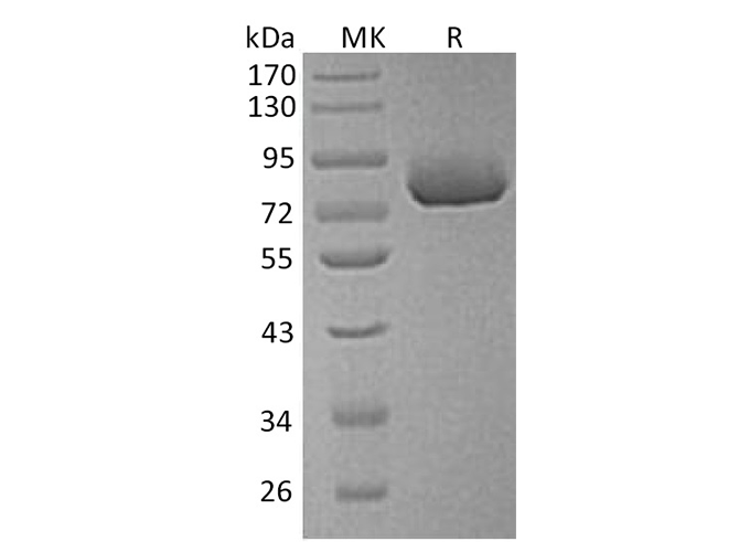 Валидация Elabscience PKSH033349(3680)